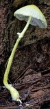 Leucocoprinus austrofragilis image