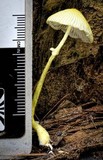 Leucocoprinus austrofragilis image