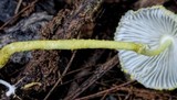 Leucocoprinus austrofragilis image