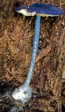 Entoloma panniculus image