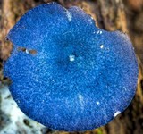 Entoloma panniculus image