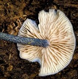 Entoloma panniculus image