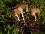 Clitocybe albirhiza image