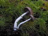 Psathyrella ellenae image