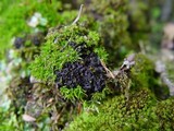 Leptogium gelatinosum image