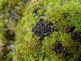 Leptogium gelatinosum image