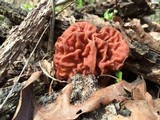 Discina caroliniana image