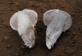 Agaricus texensis image