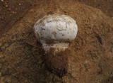 Agaricus texensis image