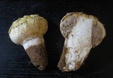 Agaricus texensis image