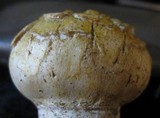 Agaricus texensis image