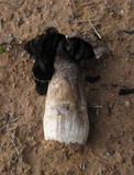 Agaricus texensis image
