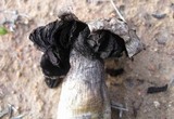 Agaricus texensis image
