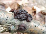 Exidia crenata image