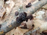 Exidia crenata image
