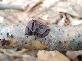 Exidia crenata image