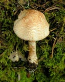 Lepiota subincarnata image