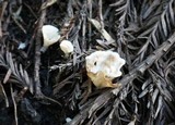 Cotylidia diaphana image