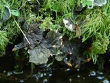 Peltigera membranacea image