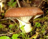 Gomphidius subroseus image