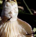 Gomphidius subroseus image