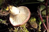 Gomphidius subroseus image