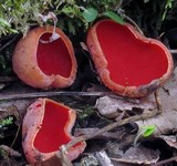 Sarcoscypha austriaca image