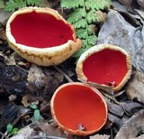 Sarcoscypha austriaca image