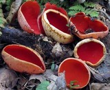 Sarcoscypha austriaca image