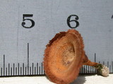 Coltricia perennis image