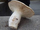 Leucopaxillus albissimus image