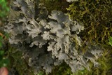 Image of Pseudocyphellaria coerulescens