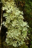 Pseudocyphellaria malmeana image