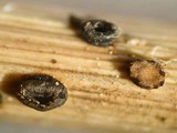 Heterosphaeria patella image