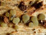 Claussenomyces prasinulus image