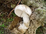 Amanita gilbertii image