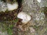 Amanita gilbertii image