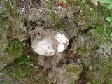 Amanita gilbertii image
