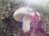 Amanita gilbertii image