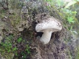 Amanita gilbertii image
