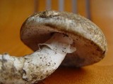 Amanita gilbertii image