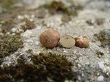 Rhizopogon roseolus image