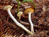 Hygrocybe russocoriacea image