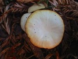 Hygrocybe russocoriacea image