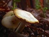 Hygrocybe russocoriacea image