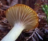 Hygrocybe russocoriacea image