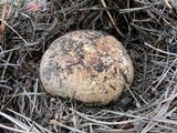 Agaricus fuscovelatus image