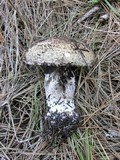 Agaricus fuscovelatus image