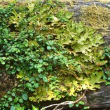 Pseudocyphellaria faveolata image