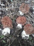 Gyromitra caroliniana image